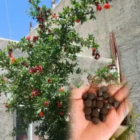 قرص کود معجزه رشد مجدد گل و گیاه