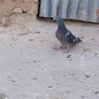 کبوتر پلاکی جاده جان اردن|پرنده|دشتابی, |دیوار
