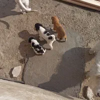 توله سگ پاکوتاه|سگ|شفت, |دیوار