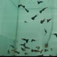 فروش ماهی گوپی