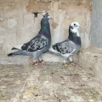 کبوتر پشتی دوکت آلمانی قره پلاکی ابلق نرو ماده جفت|پرنده|شیراز, شریف‌آباد|دیوار