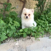 پامرانیان خرسی عروسکی ۱۳/۷۰۰ت