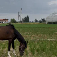 نریون سواری ارام مخصوص عکاسی و گشت ازاد