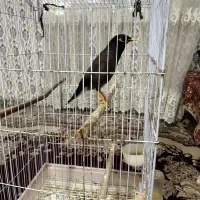 مرغ مینا
