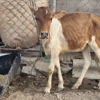 گوساله