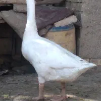 غوقاز