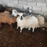 قیمت مناسب گوسفندزنده نرینه