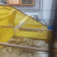 قناری رسمی بلند|پرنده|یزد, |دیوار