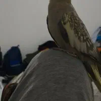 عروس هلندی ۳ ماهه|پرنده|شاهین‌شهر, شهرک امید|دیوار