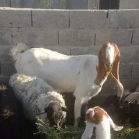 بز پاکستان سه قلوزا در شهرستان ملکان میباشد