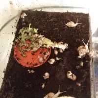 حلزون آچاتبنا آلوبینو وارداتی از خارج با 75%تخفیف