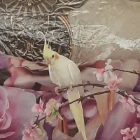 عروس هلندی|پرنده|مشکیندشت, |دیوار