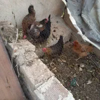 مرغ تخم گذار جوان