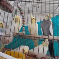 عروس ،هلندی لوبینو|پرنده|نورآباد ممسنی, |دیوار