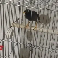 مرغ مینا سخنگو