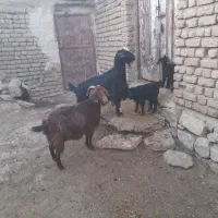 دوراس‌بز‌وبزغاله|حیوانات مزرعه|دهگلان, |دیوار