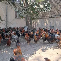 مرغ وخروس محلی|حیوانات مزرعه|کوهسار (البرز), |دیوار