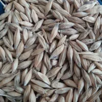 جو و گندم بذری|خدمات باغبانی و درختکاری|گمیشان, |دیوار