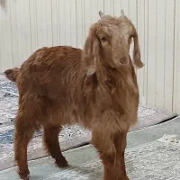 بچه بز|حیوانات مزرعه|تهران, شهرک شریعتی|دیوار