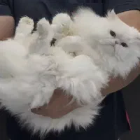 گربه پرشین اسکاتیش|گربه|تهران, دبستان|دیوار