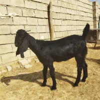 تیشتر افغانی اصلی بشرط از همه لحاظ|حیوانات مزرعه|مسجد سلیمان, |دیوار