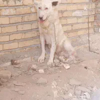 سگ گله ای|سگ|بادرود, |دیوار