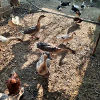 قوغاز اصیل|حیوانات مزرعه|رودسر, |دیوار