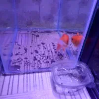 ماهی گلد فیش و ماهی گوپی|ماهی|مشهد, اروند|دیوار