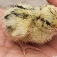 ۱۷۰ عدد جوجه بلدرچین ۱۶ روزه معاوضه هم در خدمتم