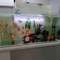 اکواریوم