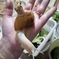 حلزون هاهمه فروشی|خزنده|نیشابور, باغ نو|دیوار