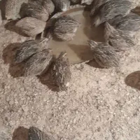 بلدرچین و تخم بلدرچین|پرنده|گزیک, |دیوار