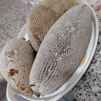 عسل کوهی وحشی درمانی تضمینی