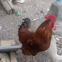 خروس محلی و مرغ تخم گزار
