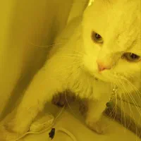 گربه پرشین|گربه|مشهد, مشکینی (شهرک غرب)|دیوار