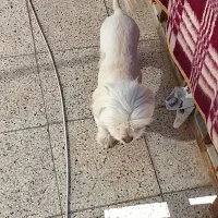 سگ پاپی