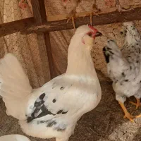 تخم مرغ گلین