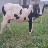 لیشه دورگ هلشتاین