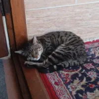 واگذاری رایگان گربه