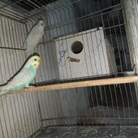 مرغ عشق با تخم و جوجه