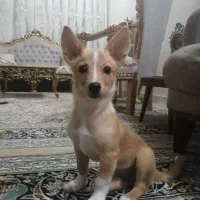 توله سگ 4 ماهه
