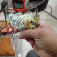 جوجه عروس هلندی|پرنده|تهران, خاک سفید|دیوار