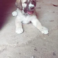 توله ماده اصیل عراقی