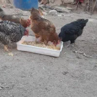 مرغ تخم گزار