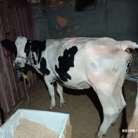 گاو فروش