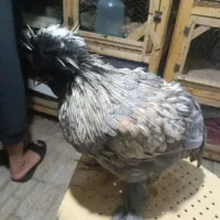 خروس کشتاری وزینتی