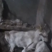 نر بز یکساله سانن|حیوانات مزرعه|آذرشهر, |دیوار