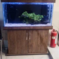 آکواریوم|ماهی|ری, علایین|دیوار