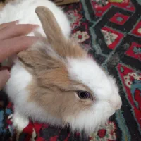 دو عدد خرگوش