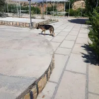 واگذاری ژرمن